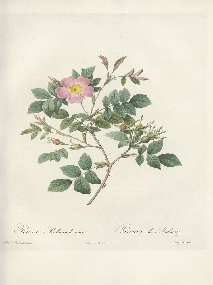 Rose Illustration, Pierre Joseph Redoute, Pierre Joseph Redoute(126)