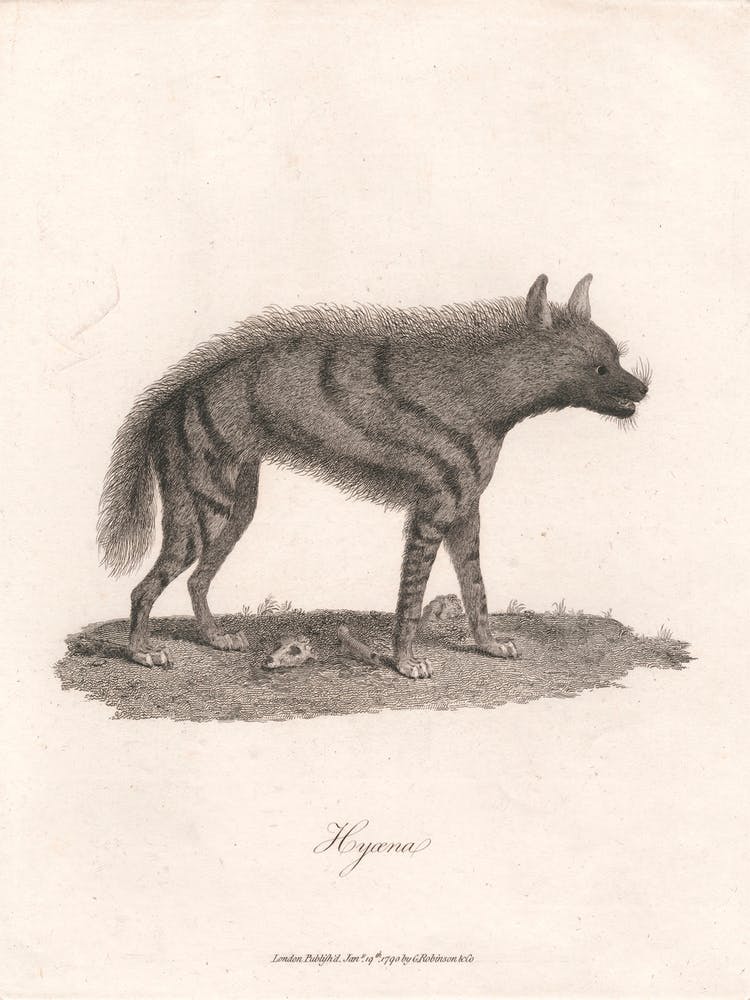 Hyoena, James Heath