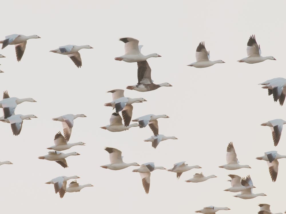Flock Of Beach Seagulls
