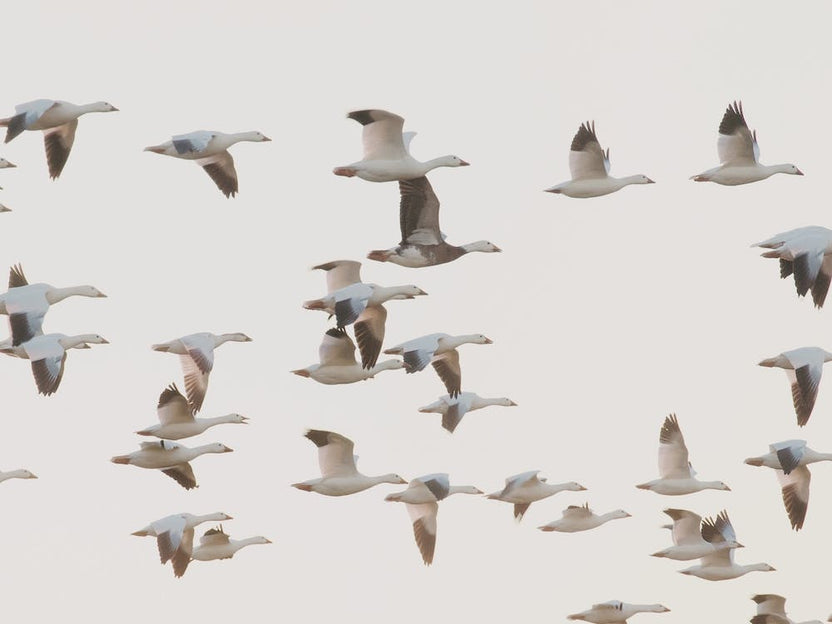 Flock Of Beach Seagulls