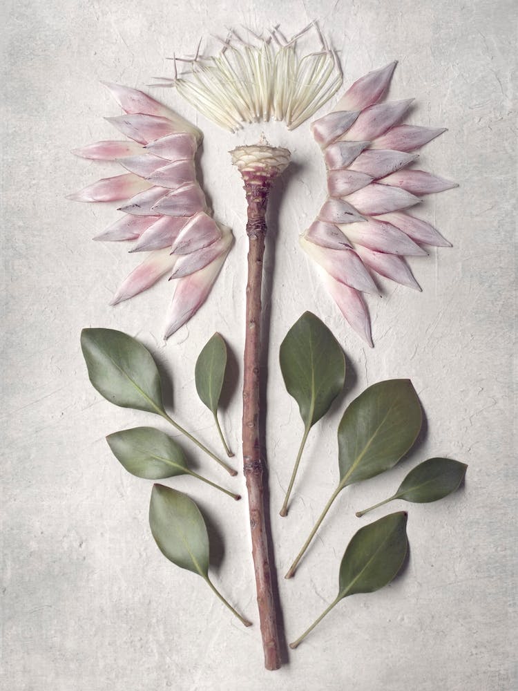 Pale Proteas 4