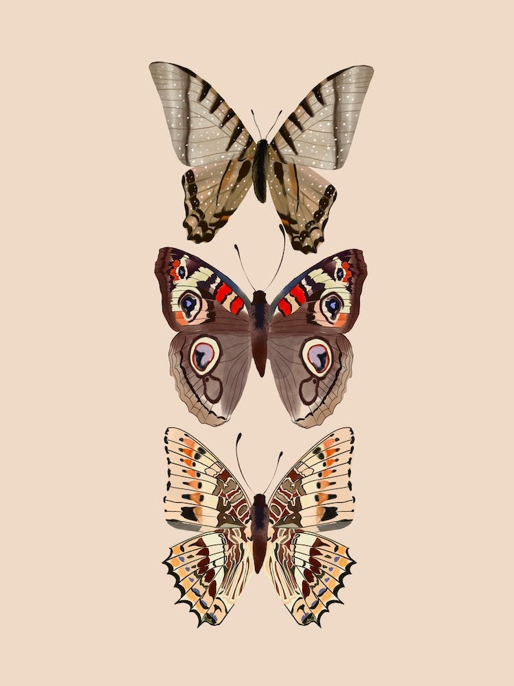 Butterflies