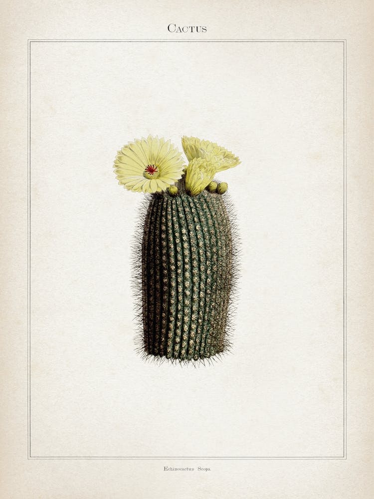 Vintage Curtis 2 Echinocactus Scopa