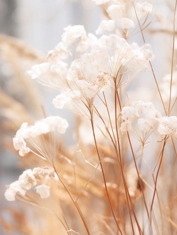 Boho Dried Flowers Gypsophila 1