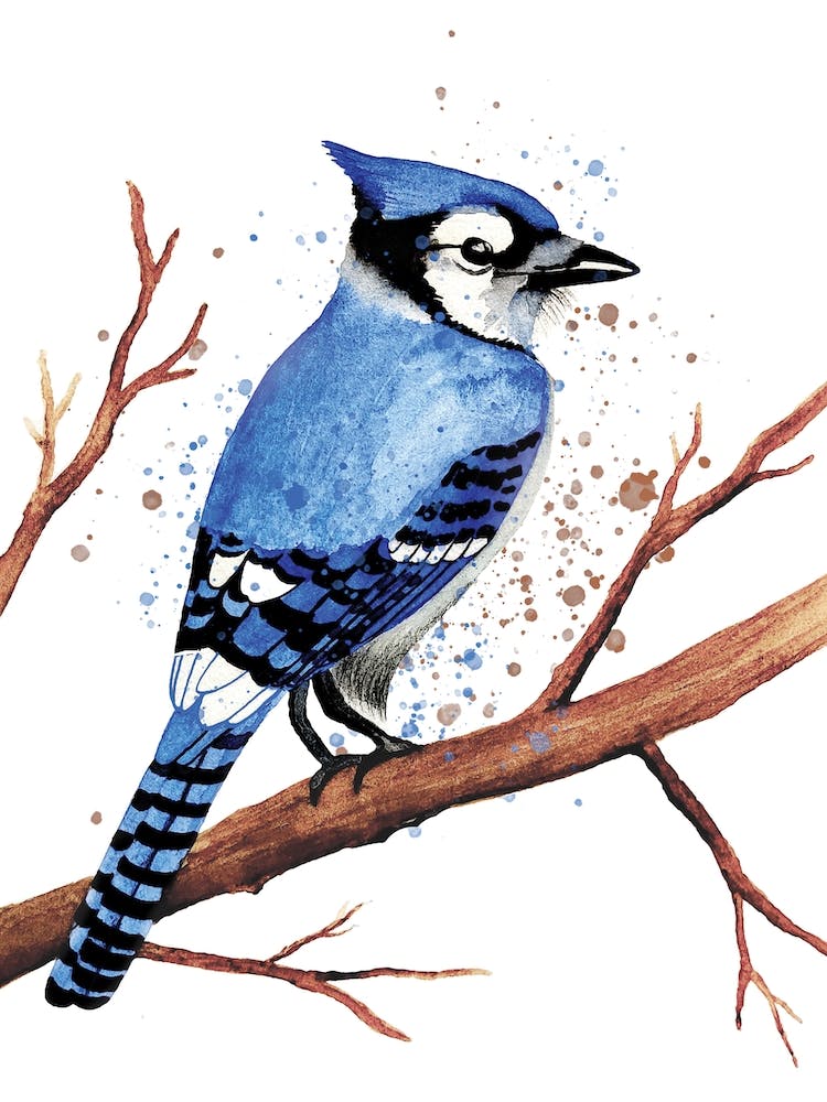Blue Jay Bird