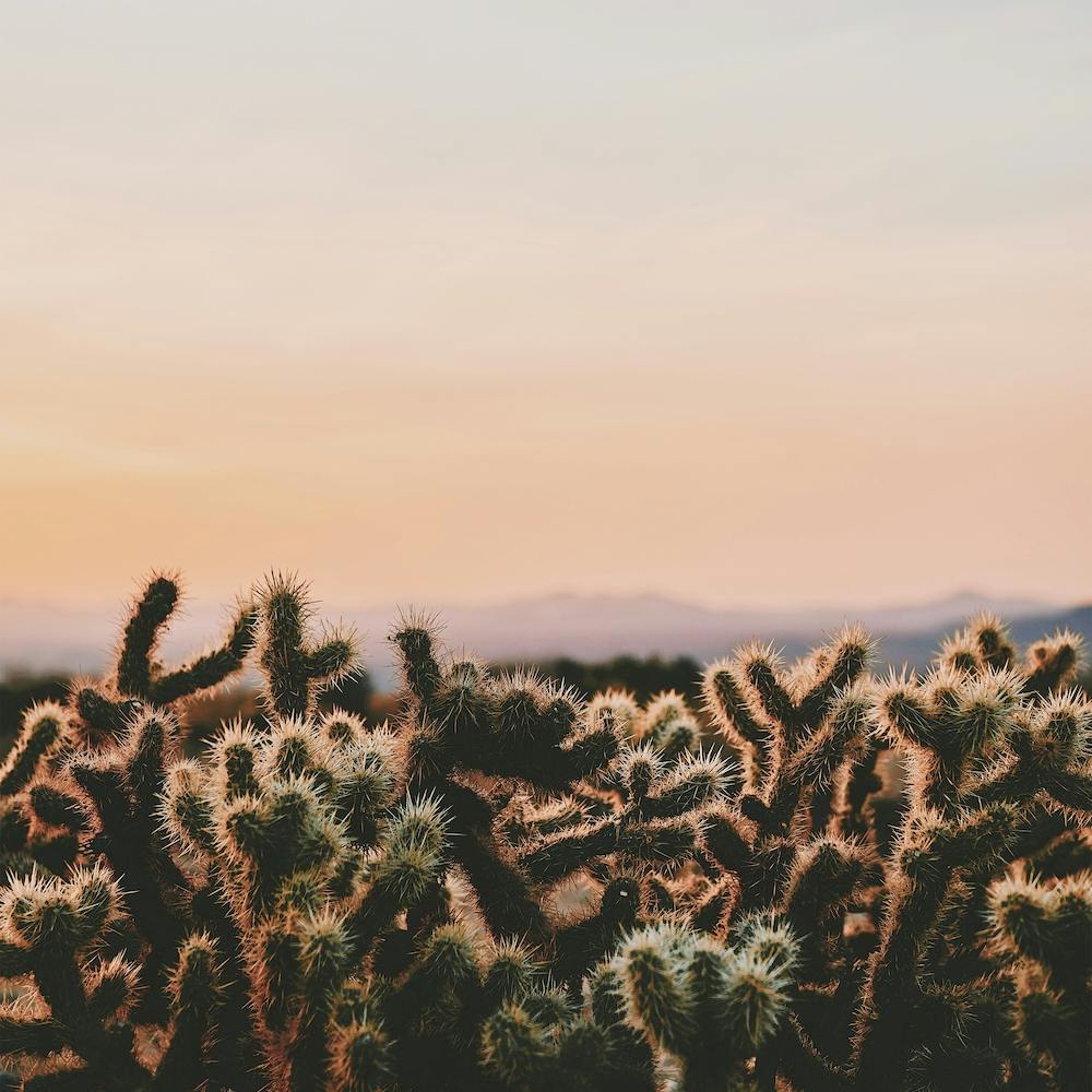 Cholla Cactus Sunset