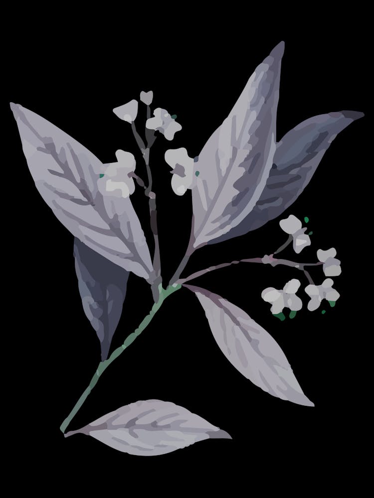 Lily Of The Valley 18