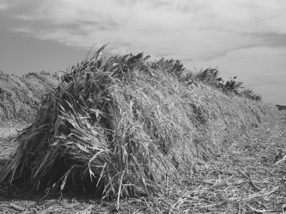 Large Stack Of Kaffir Corn To Be Used For Feed For Cows At Dairy, Tom Green County, Near San Angelo, Texas By