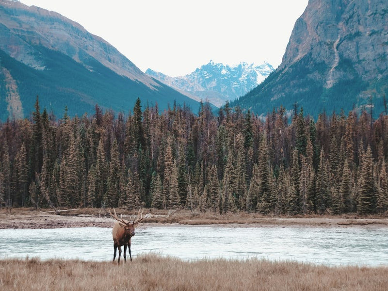 Winter River Runoff Elk