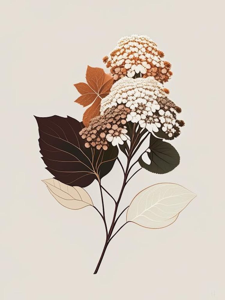 Hydrangea Root Spices And Herbs Retro Minimal 1