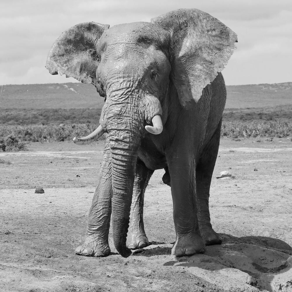 Big Elephant