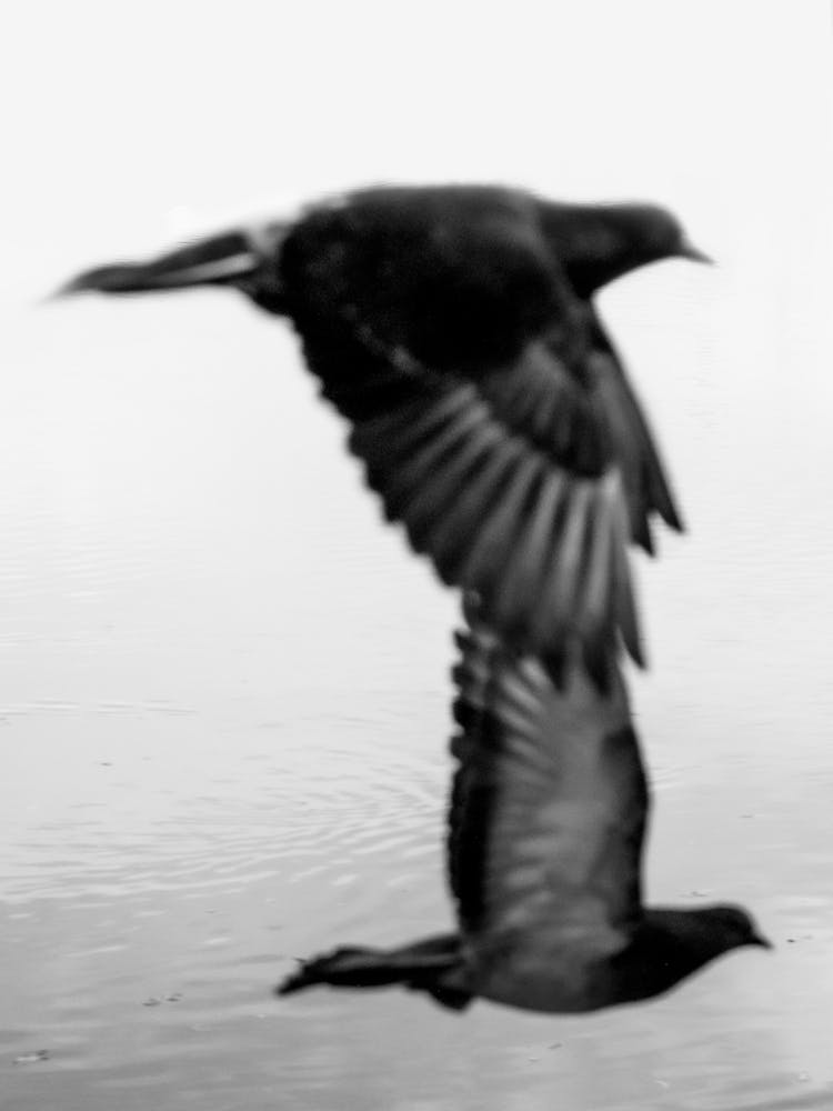 Black And White Phography. Two Black Birds. Vertical Version.