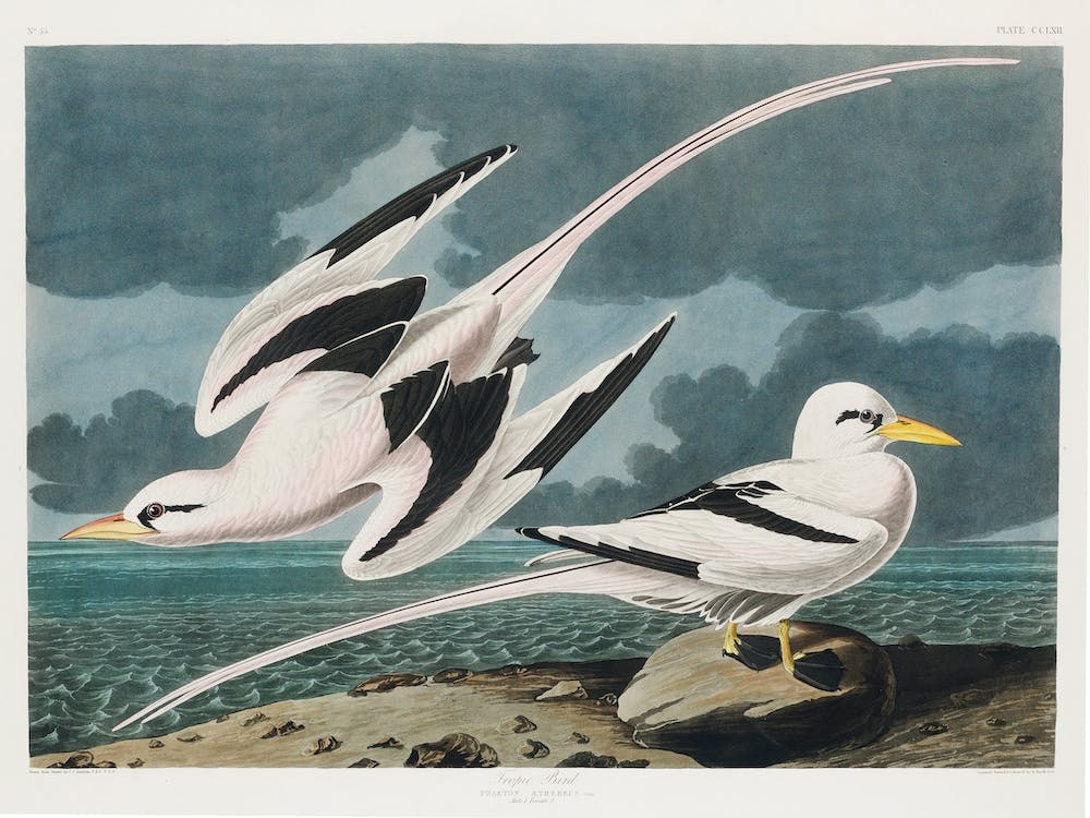 Tropic Bird, Birds Of America, John James Audubon