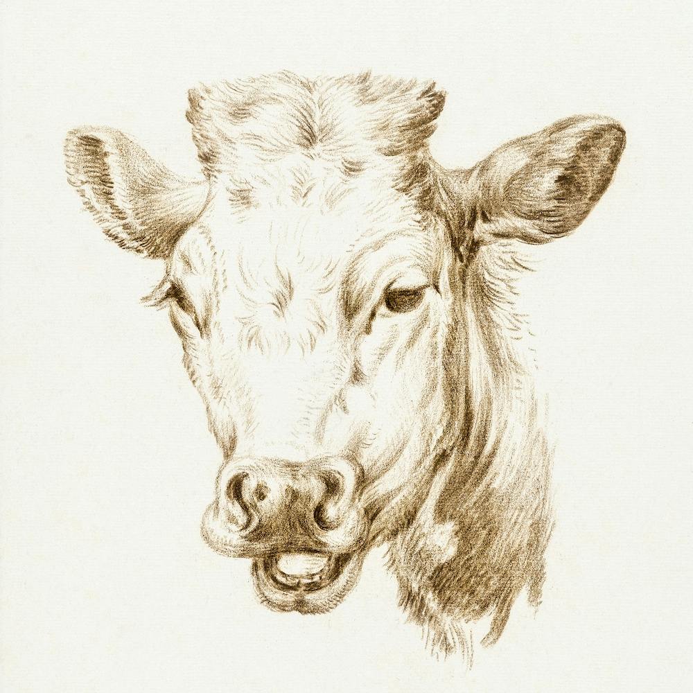 Head Of A Cow 1, Jean Bernard