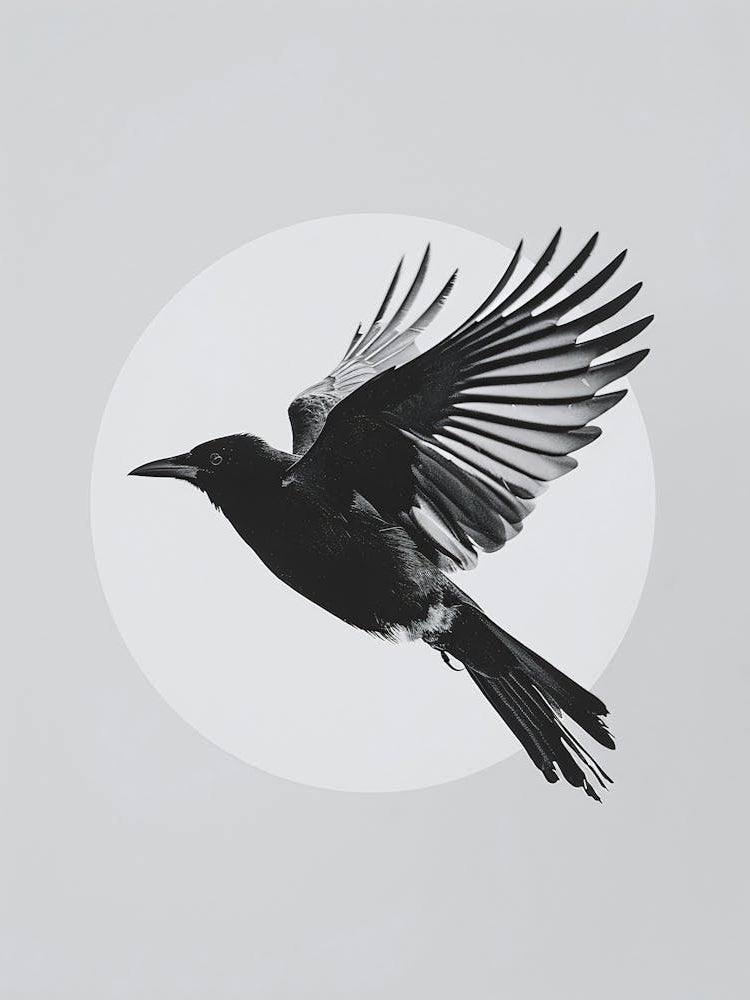 Black and White Crow in Motion