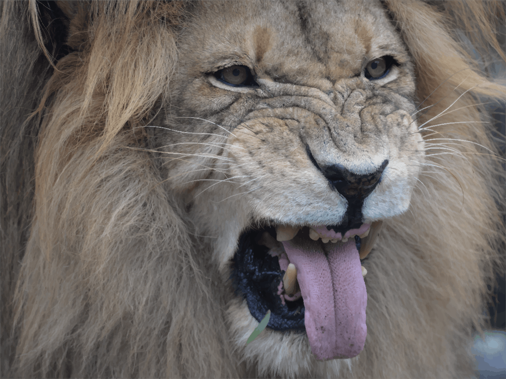 Lion Roaring