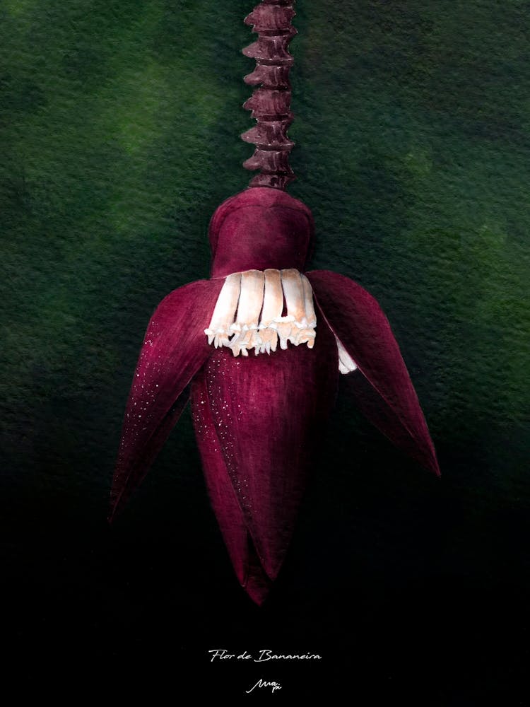 Banana Flower