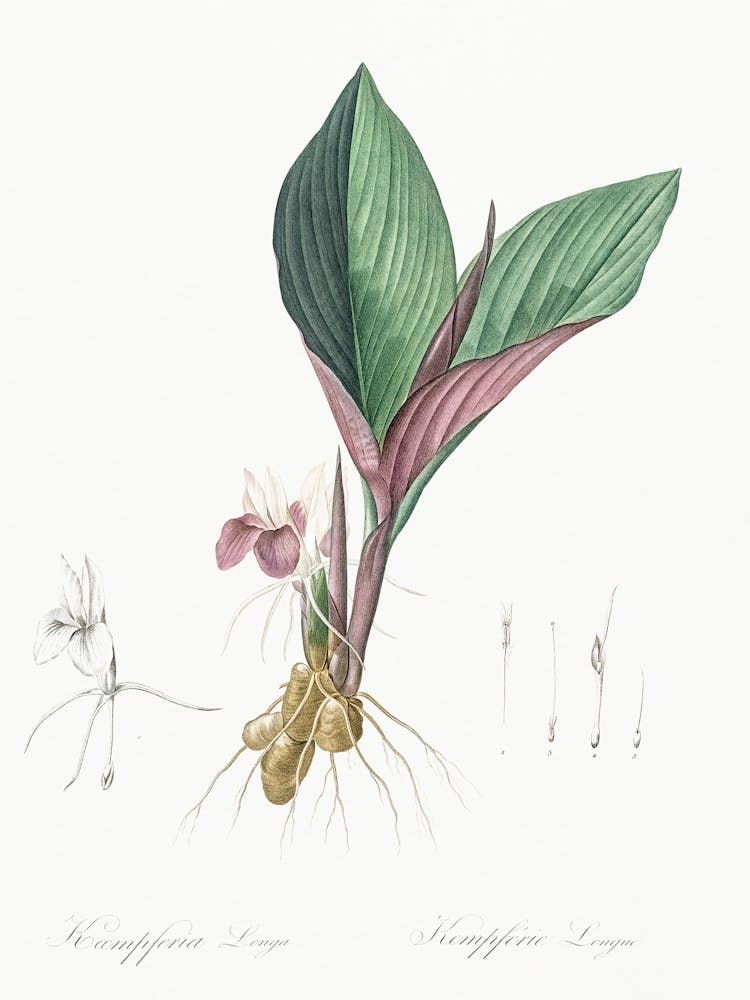 Koemferia Longa, Pierre Joseph Redoute