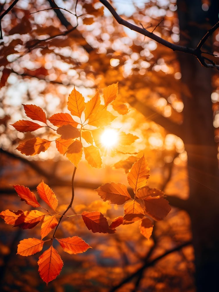 Autumn Leaves In The Sunlight 1