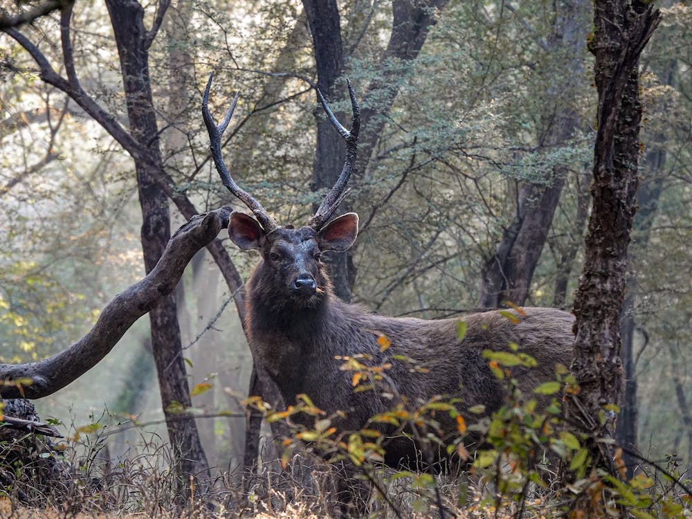 Sambar Deer In The Forest