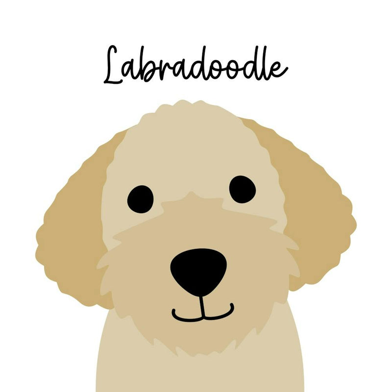 Labradoodle