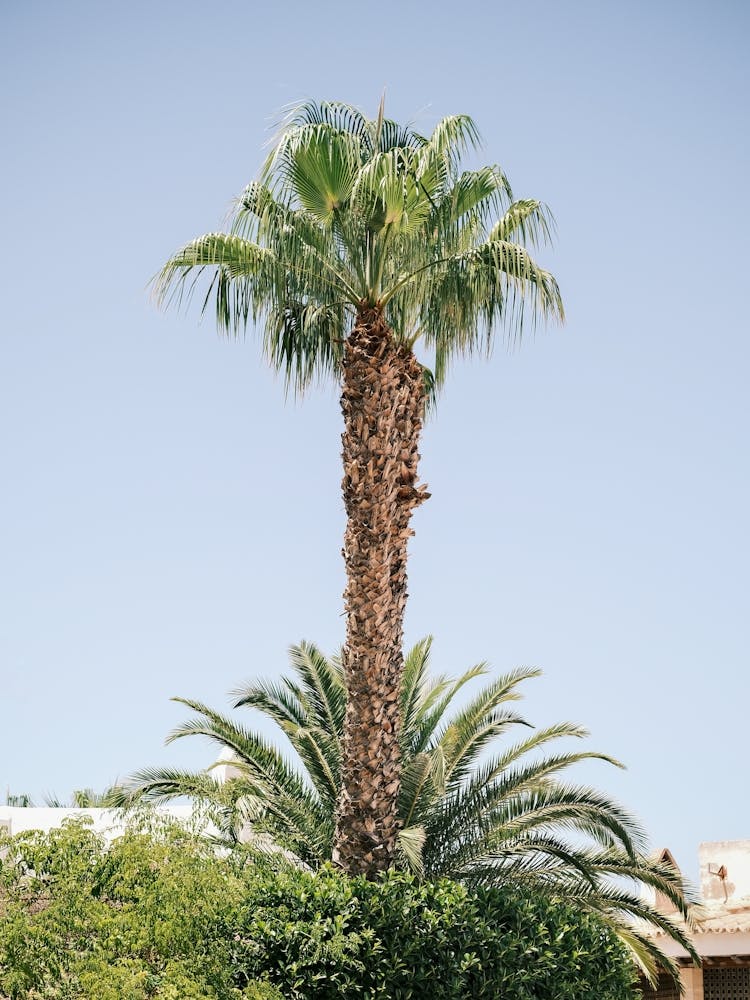Palmtree in Eivissa // Ibiza Nature & Travel Photography