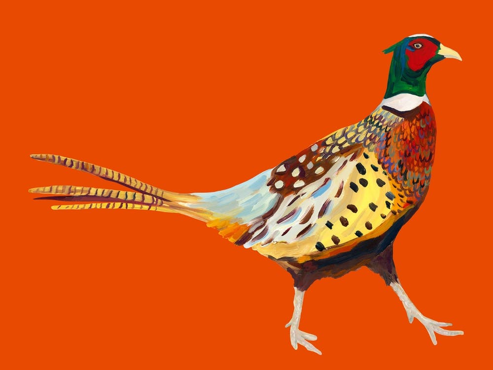 Pheasant on Orange