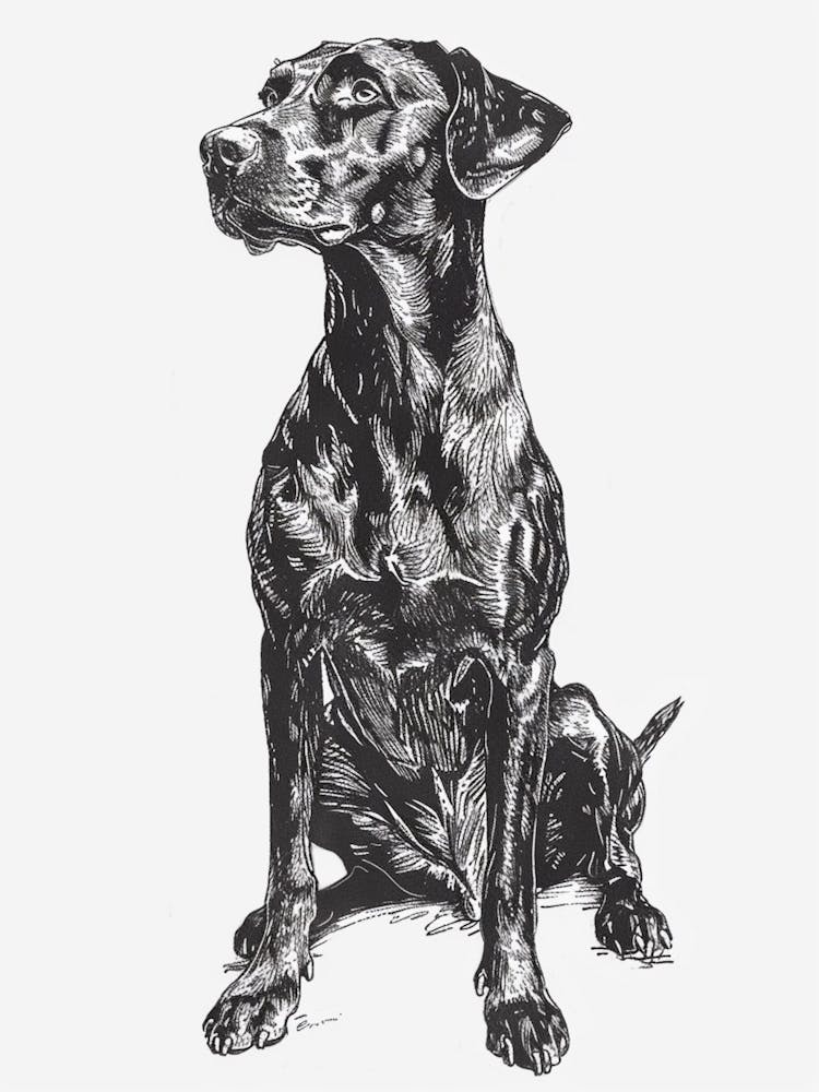 Dog Black Line Art