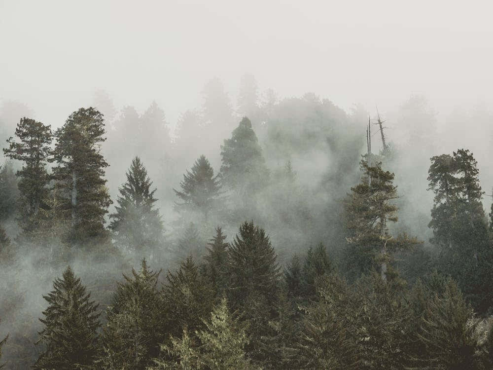 Redwood Forest Fog - National Park Photo
