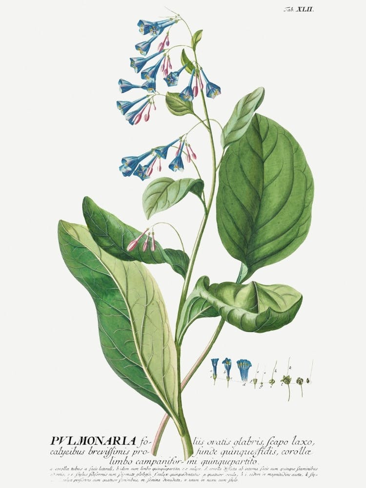 Plantae Selectae Flowers
