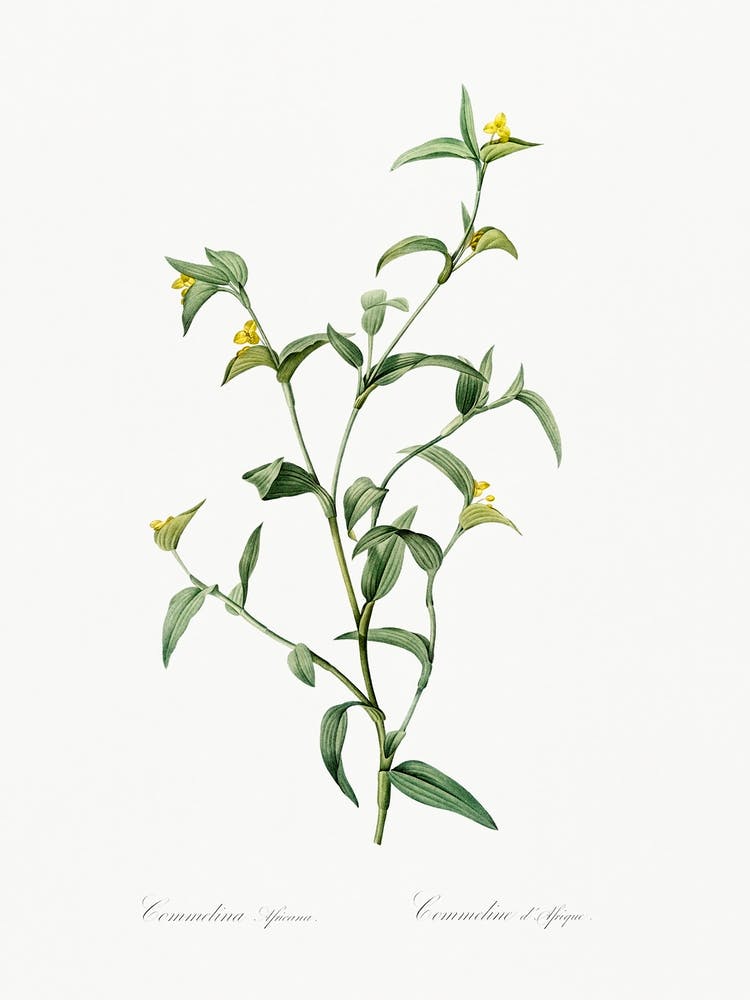 Commelina Africana, Pierre Joseph Redoute