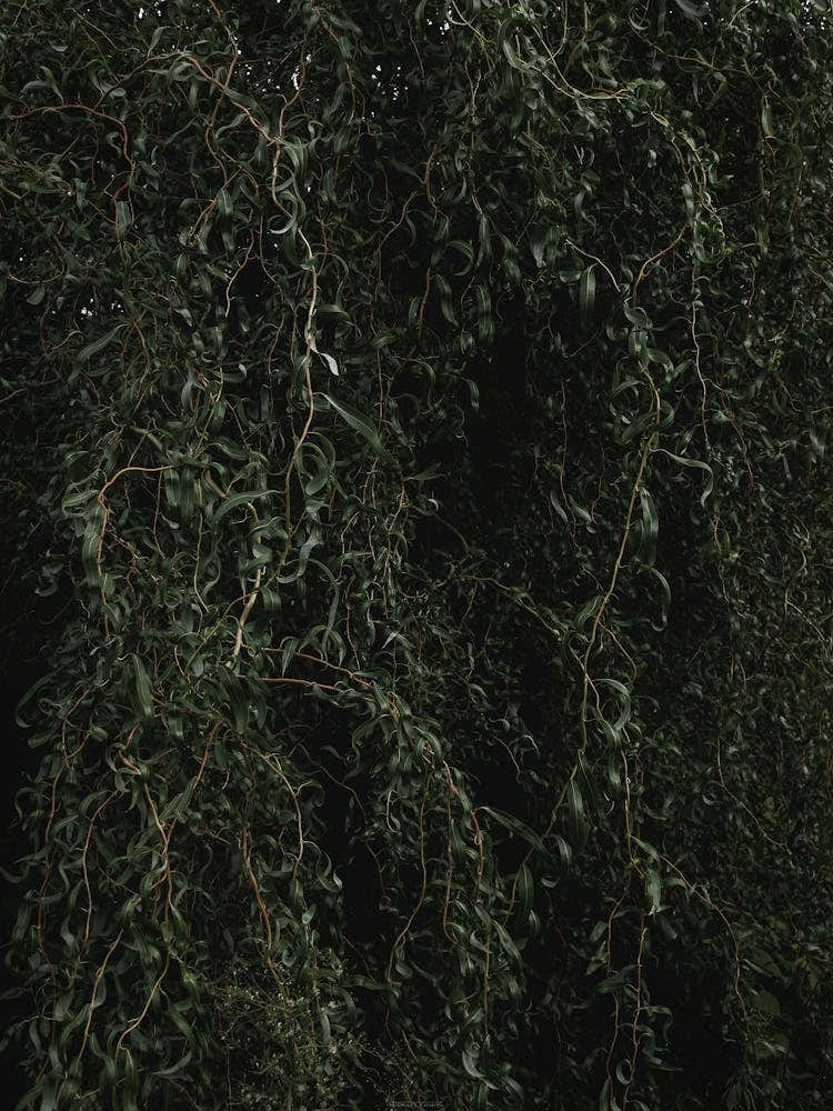 Wall Of Green Branches And Leaves