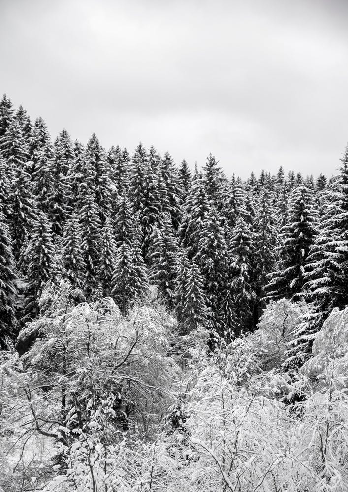 In The Forest