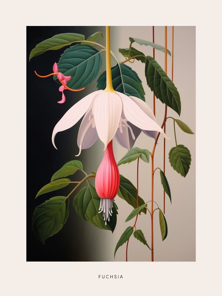 Flower Illustration Fuchsia Poster