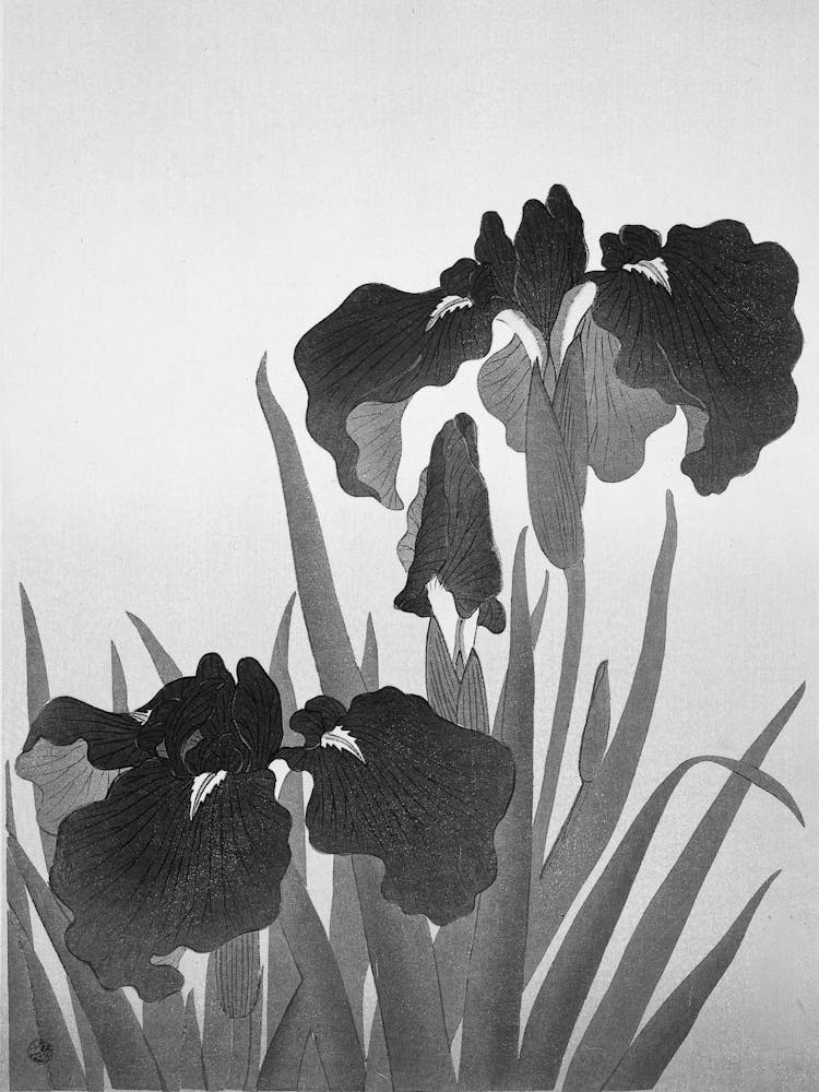 Iris In Black And White