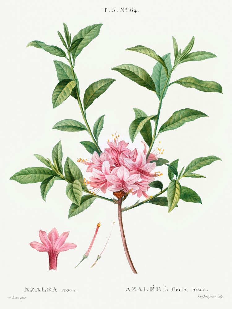Azalea, Pierre Joseph Redoute