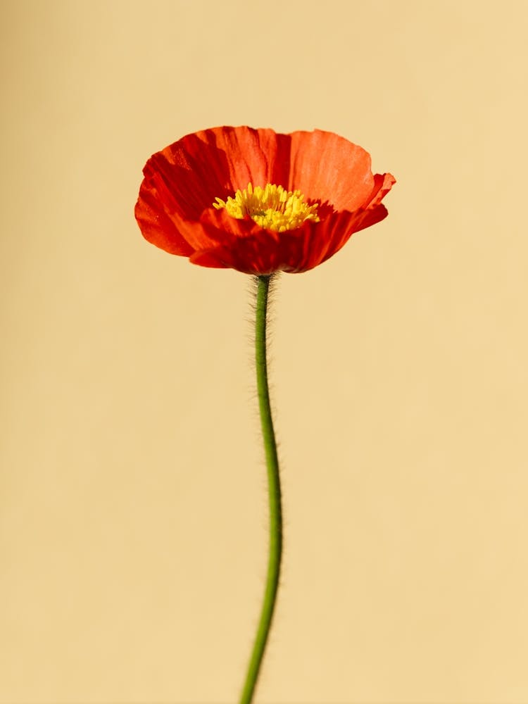 Single Red Poppy