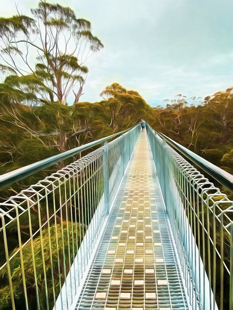 Valley Of The Giants Treetop Walkway