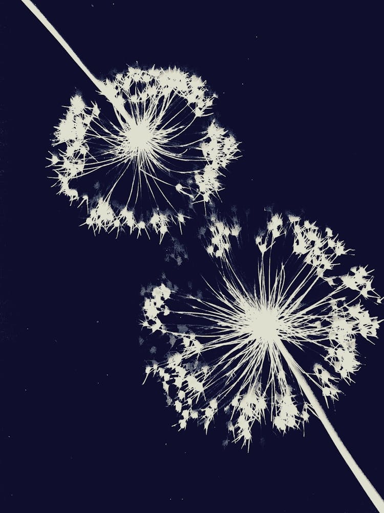 Blue Allium cyanotype