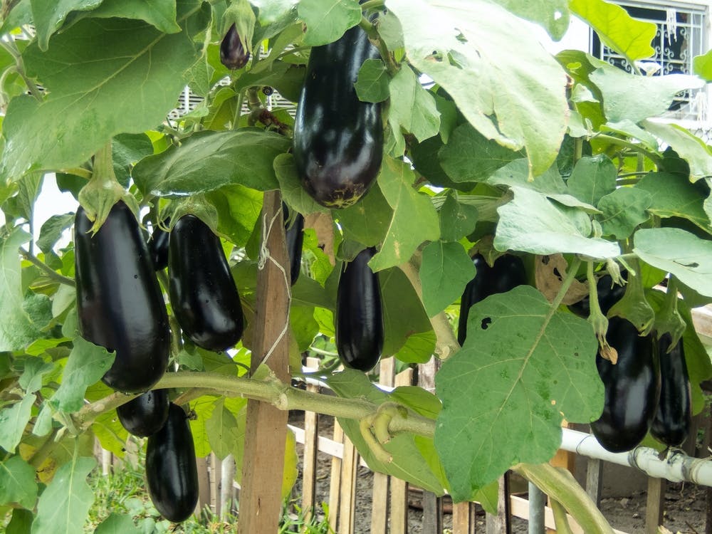 Eggplants On A Vine