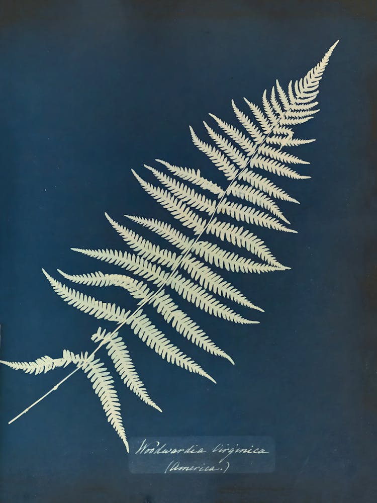 Fern Leaf 13