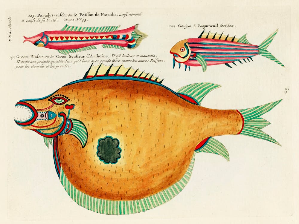 Colourful And Surreal Illustrations Of Fishes Found In Moluccas (Indonesia) And The East Indies, Louis Renard(80)