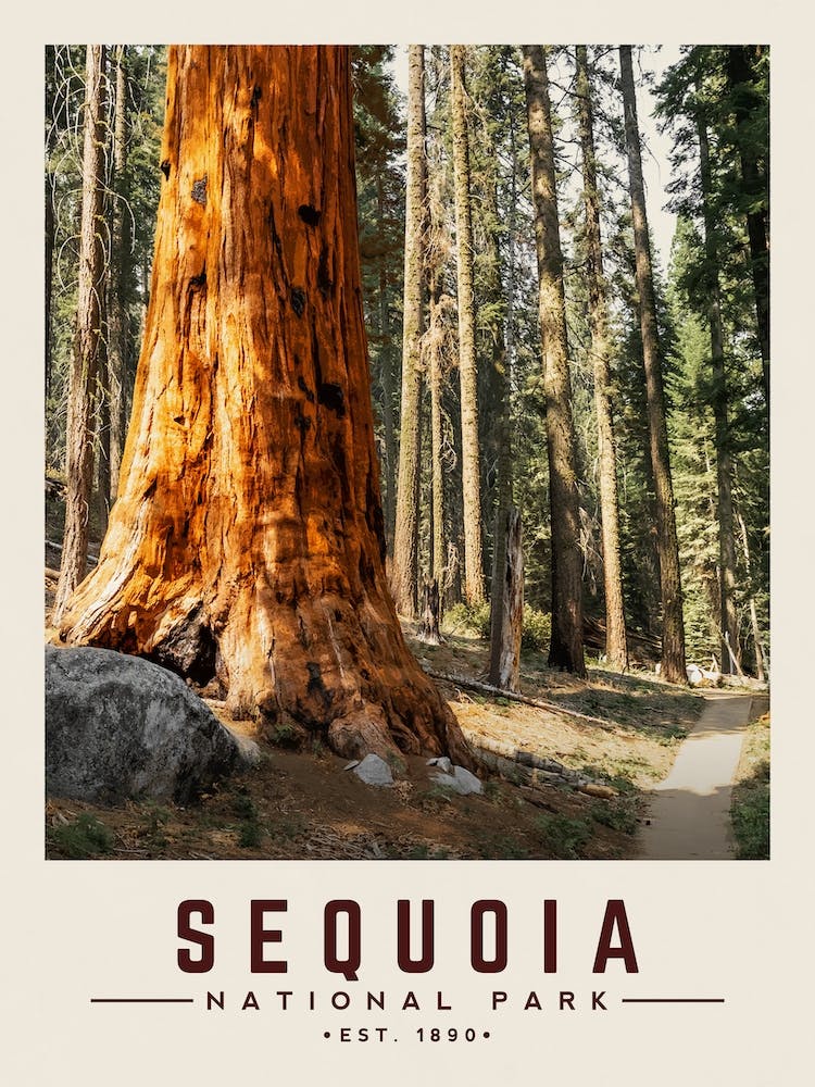 Sequoia Minimalist Travel Poster
