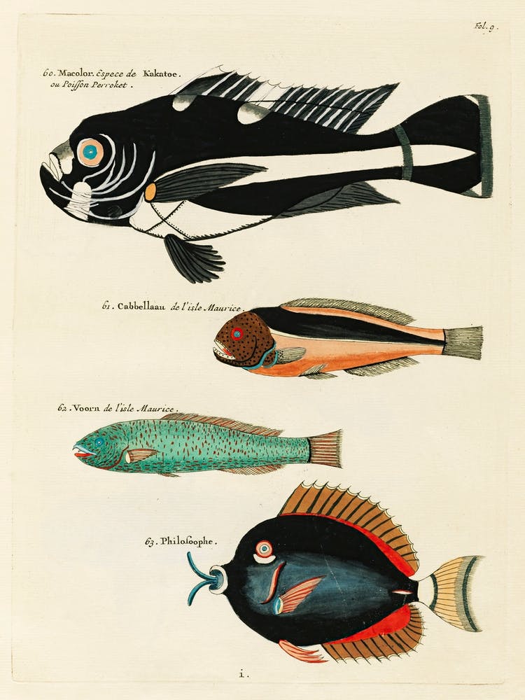 Colourful And Surreal Illustrations Of Fishes Found In Moluccas (Indonesia) And The East Indies, Louis Renard(12)