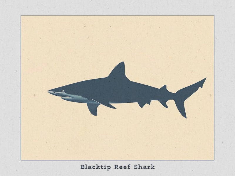 Blacktip Reef Shark Silhouette 5 Poster