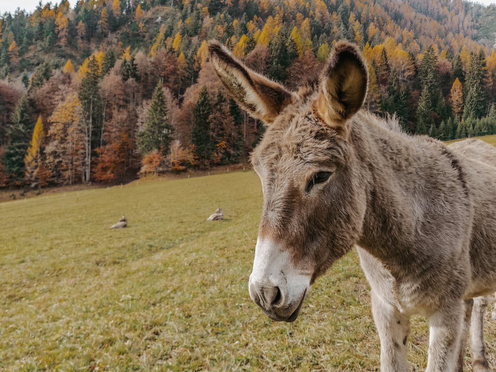Autumn Donkey