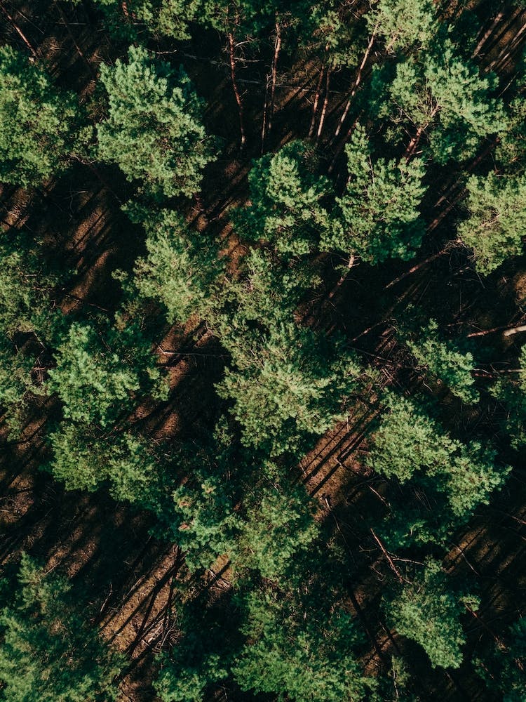 Just A Bunch Of Trees