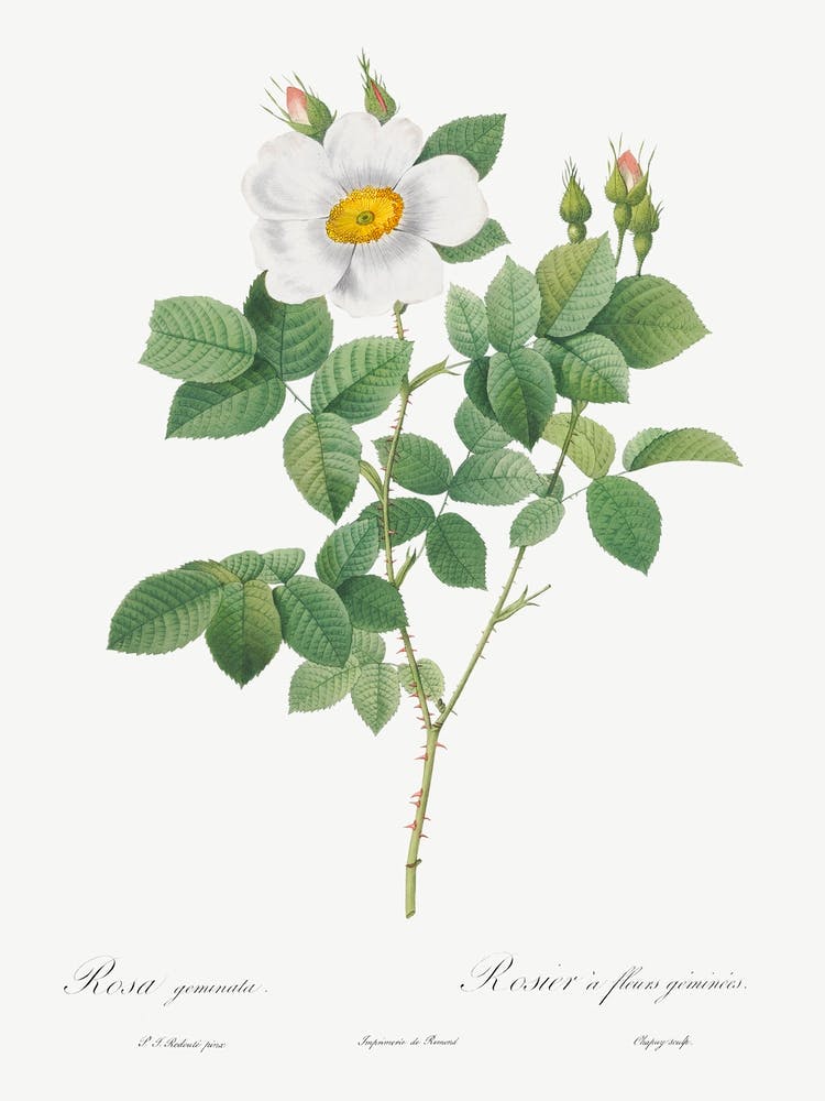Twin Flowered White Rose, Pierre Joseph Redoute