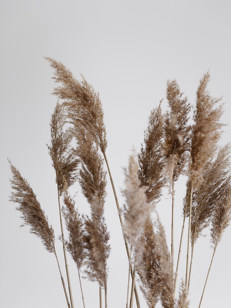 Pampas Reed In The Wind