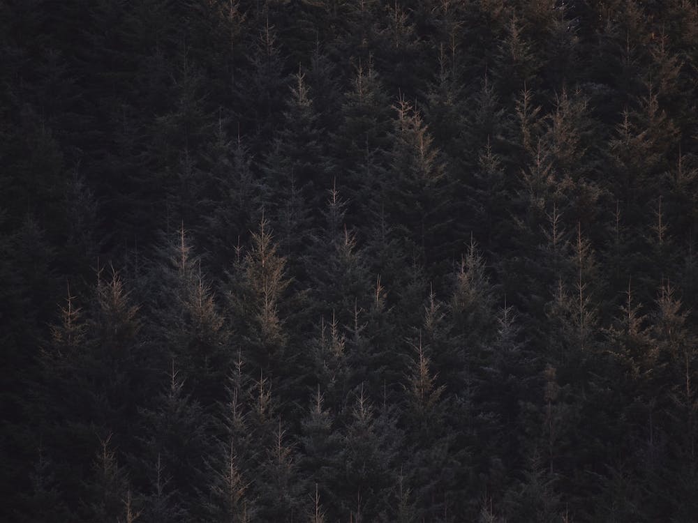 Rustic Pine Forest